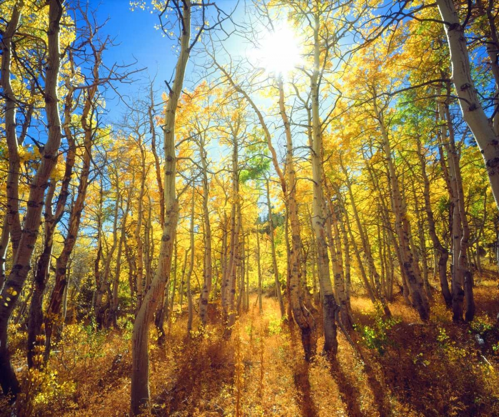 California, Sierra Nevada, Fall colors of Aspens art print by Christopher Talbot Frank for $57.95 CAD