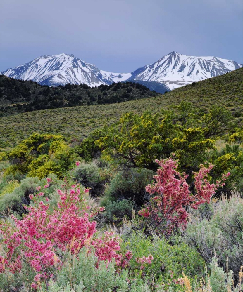 California, Sierra Nevada, Wildflowers art print by Christopher Talbot Frank for $57.95 CAD