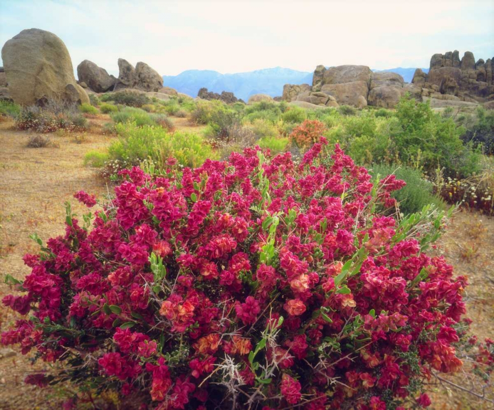 CA, Sierra Nevada Bush in the Alabama Hills art print by Christopher Talbot Frank for $57.95 CAD