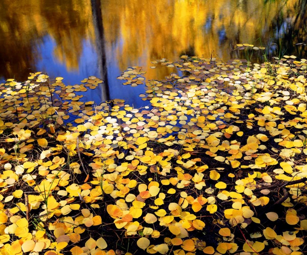 CA, Sierra Nevada Aspen leaves in Autumn art print by Christopher Talbot Frank for $57.95 CAD