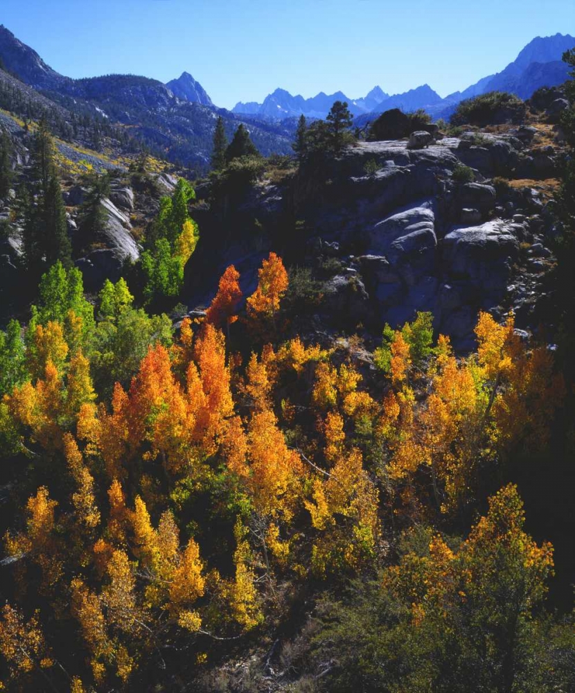 CA, Sierra Nevada Autumn of Aspen trees art print by Christopher Talbot Frank for $57.95 CAD