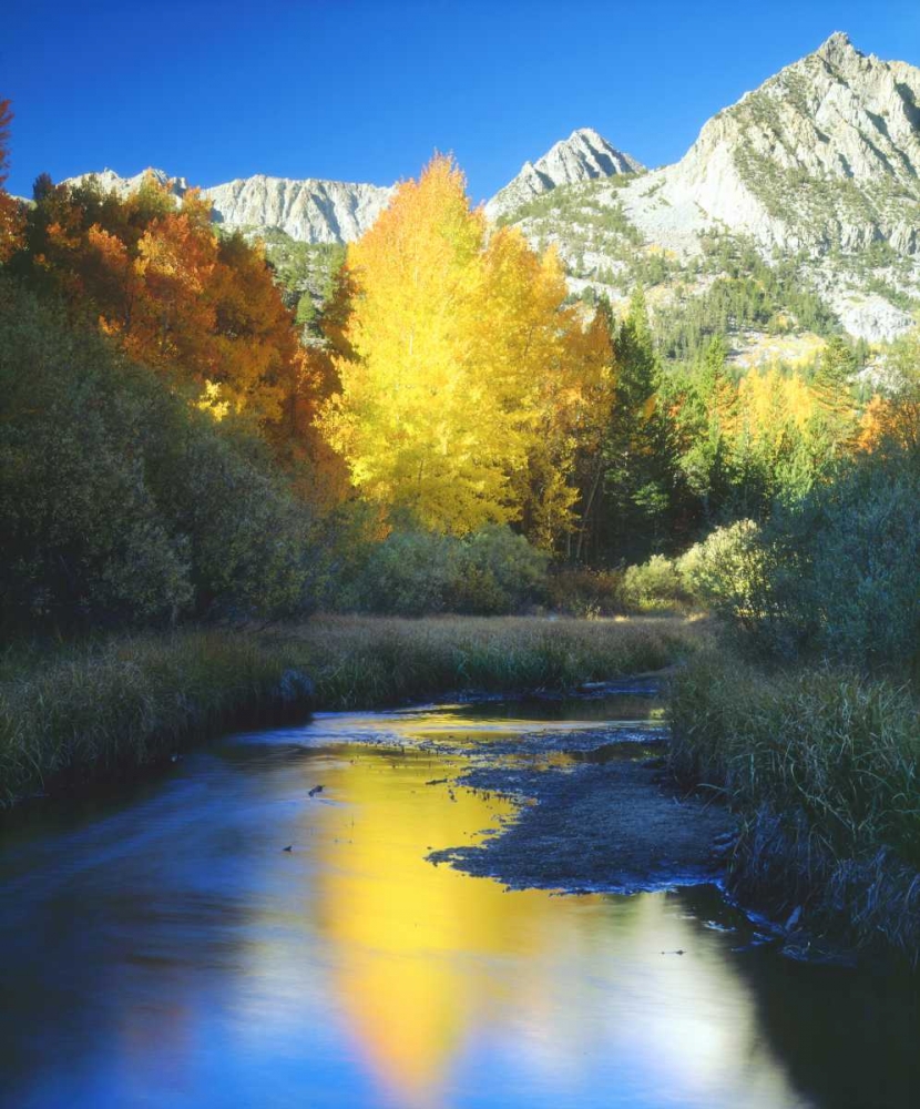 CA, Sierra Nevada Autumn along Bishop Creek art print by Christopher Talbot Frank for $57.95 CAD