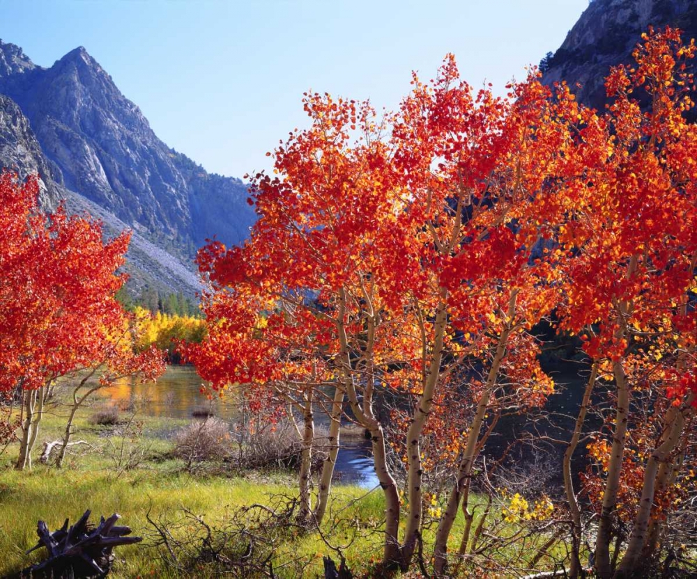 CA, Sierra Nevada Autumn in the Sierras art print by Christopher Talbot Frank for $57.95 CAD