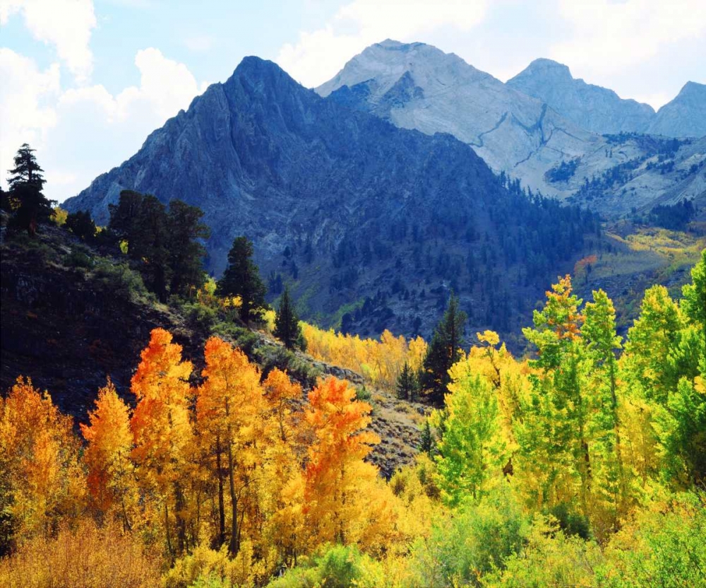 CA, Sierra Nevada Fall colors of aspen trees art print by Christopher Talbot Frank for $57.95 CAD