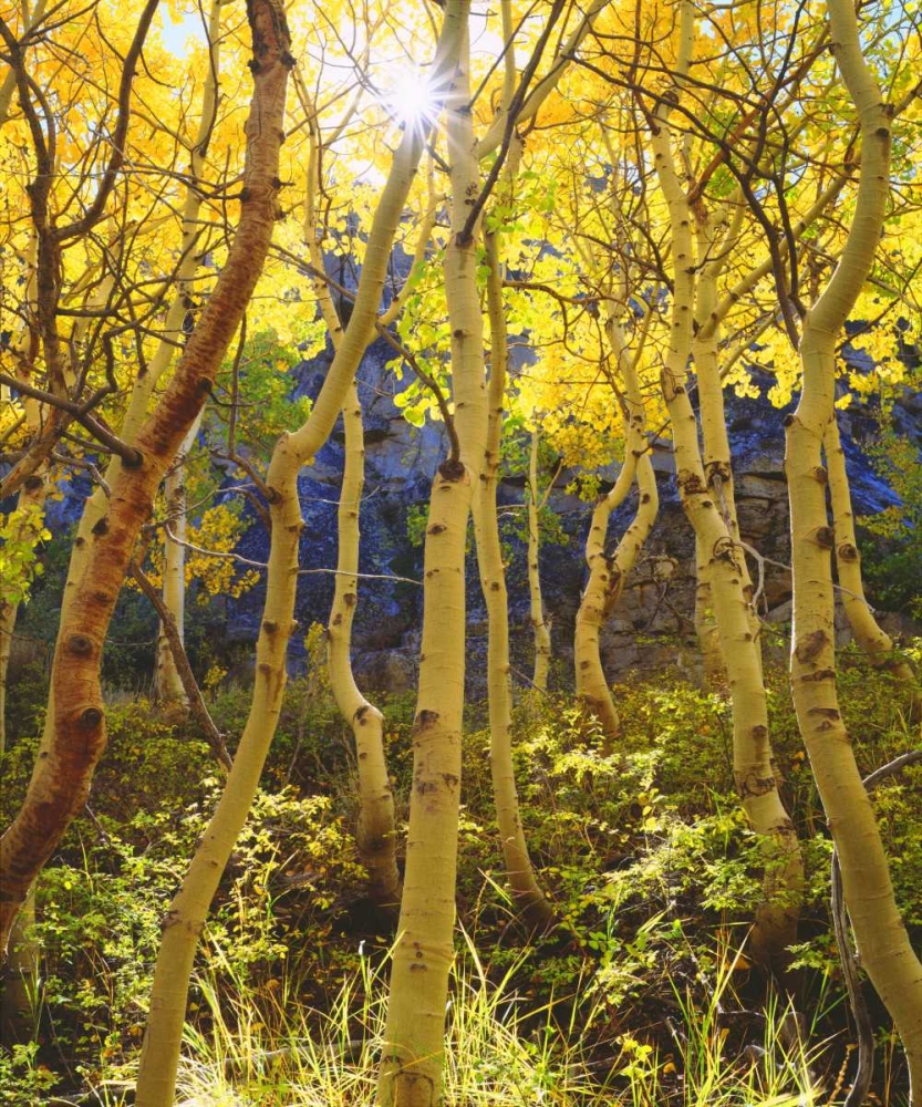 California, Sierra Nevada, Fall colors of Aspens art print by Christopher Talbot Frank for $57.95 CAD