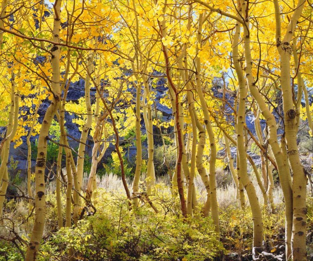 California, Sierra Nevada, Fall colors of Aspens art print by Christopher Talbot Frank for $57.95 CAD