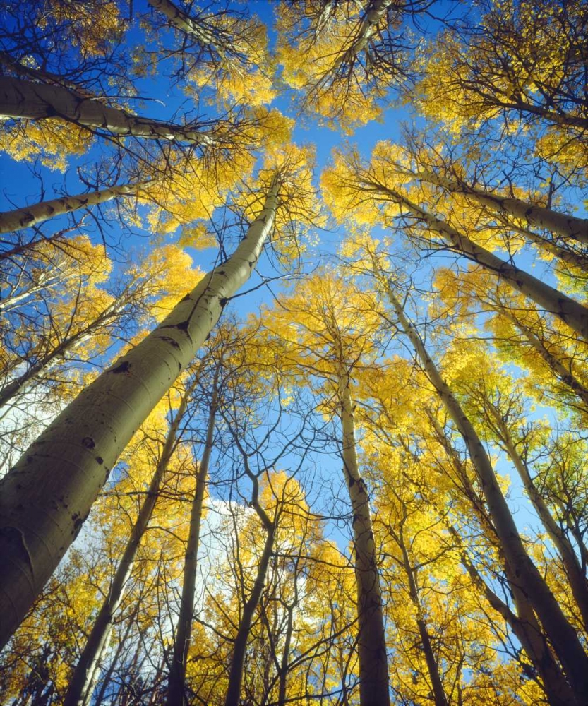 California, Sierra Nevada, Fall colors of Aspens art print by Christopher Talbot Frank for $57.95 CAD