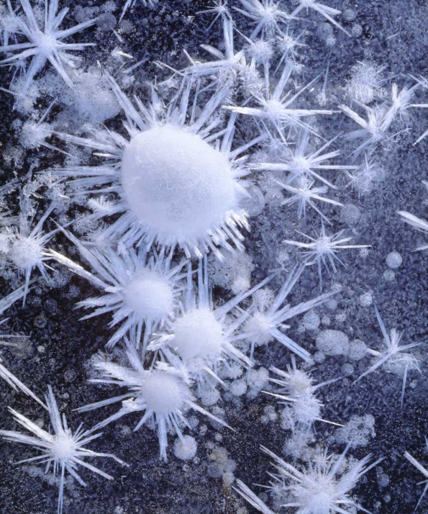 CA, Sierra Nevada Ice crystals in the Sierra art print by Christopher Talbot Frank for $57.95 CAD