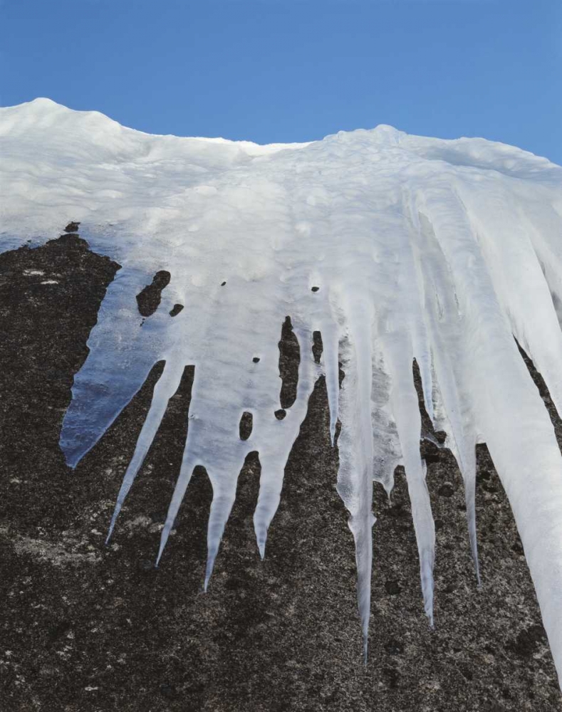 California, Sierra Nevada Icicles in the Sierra art print by Christopher Talbot Frank for $57.95 CAD