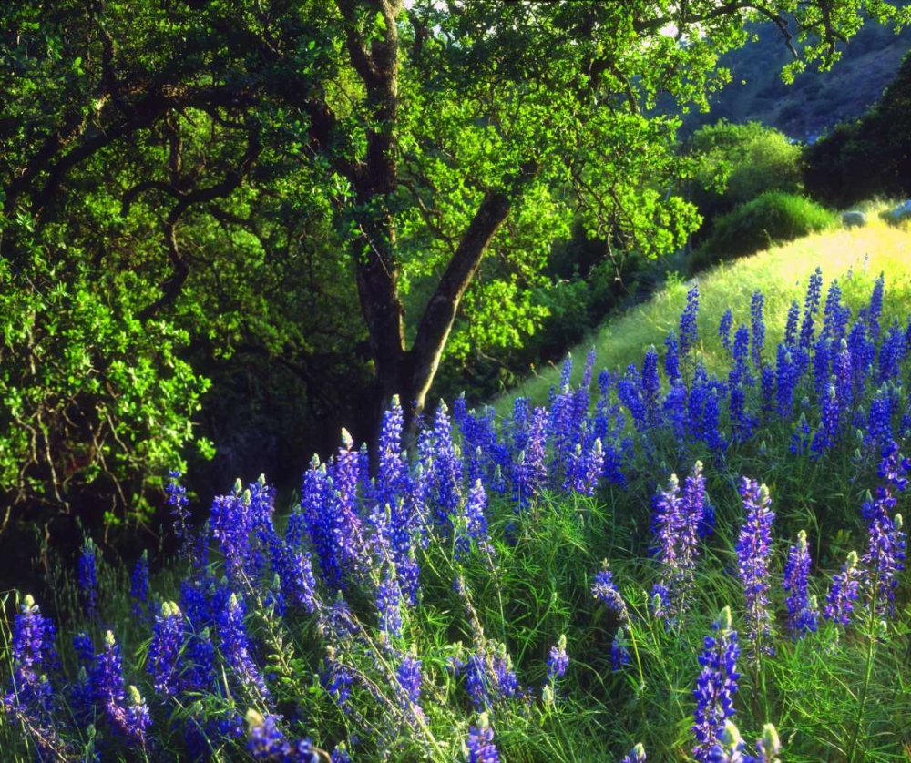 CA, Sierra Nevada Lupine flowers in the forest art print by Christopher Talbot Frank for $57.95 CAD