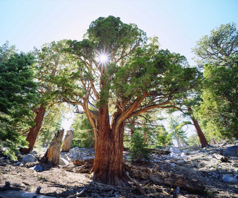 CA, Sierra Nevada Old-growth Juniper tree art print by Christopher Talbot Frank for $57.95 CAD