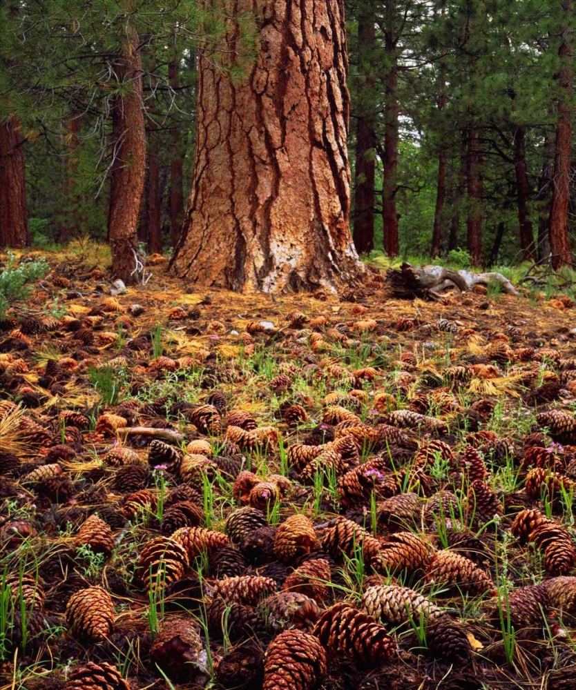 CA, Sierra Nevada Old-growth Ponderosa tree art print by Christopher Talbot Frank for $57.95 CAD