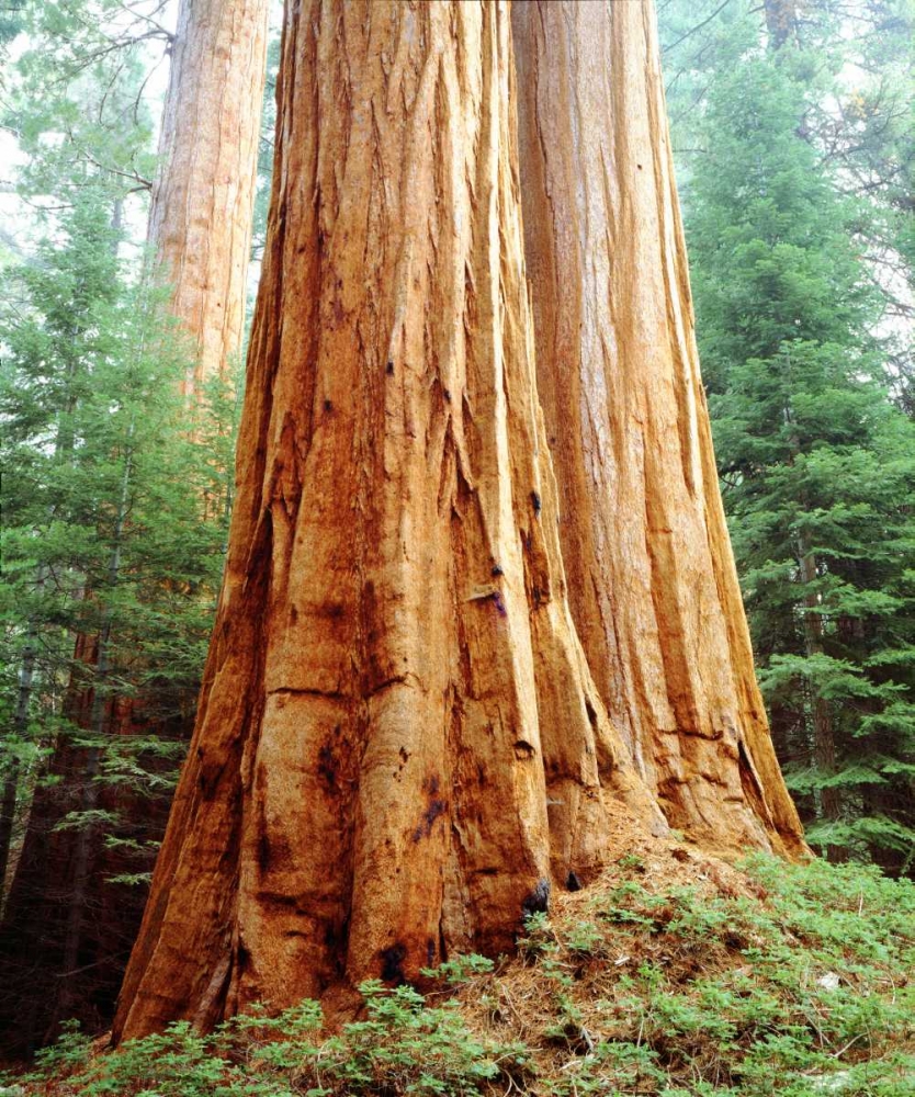 CA, Sierra Nevada Old-growth Sequoia Redwood art print by Christopher Talbot Frank for $57.95 CAD