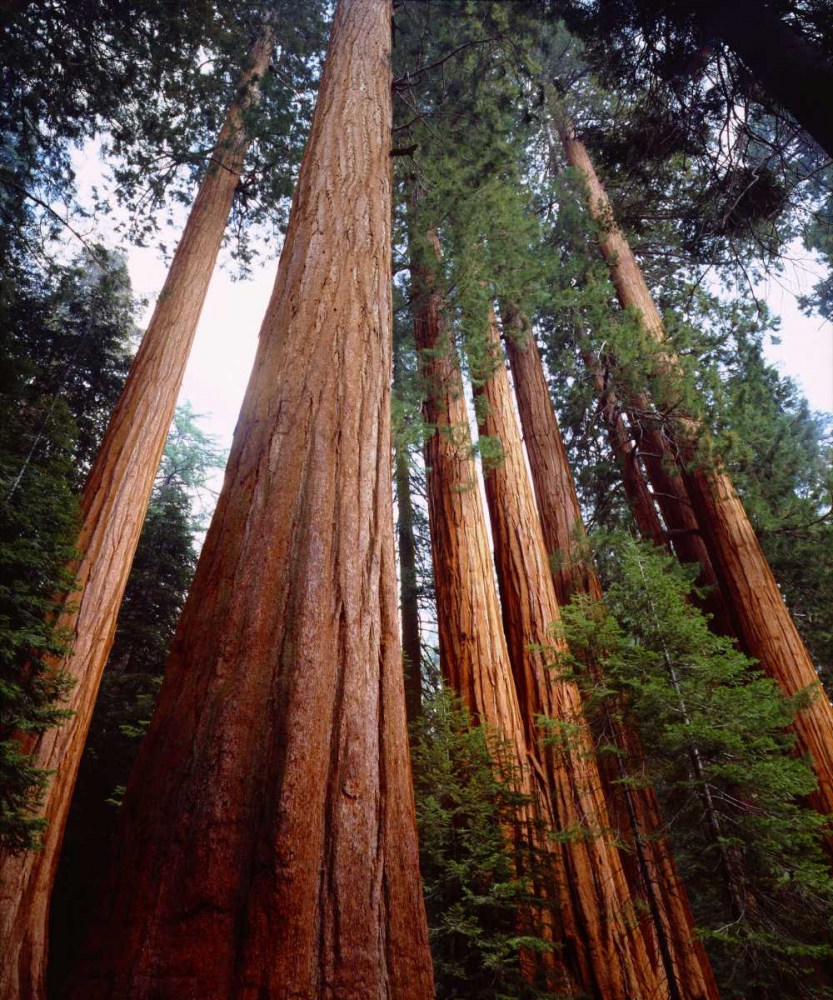 CA, Sierra Nevada Old-growth Sequoia Redwood art print by Christopher Talbot Frank for $57.95 CAD