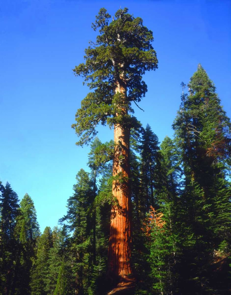 CA, Sierra Nevada Old-growth Sequoia Tree art print by Christopher Talbot Frank for $57.95 CAD