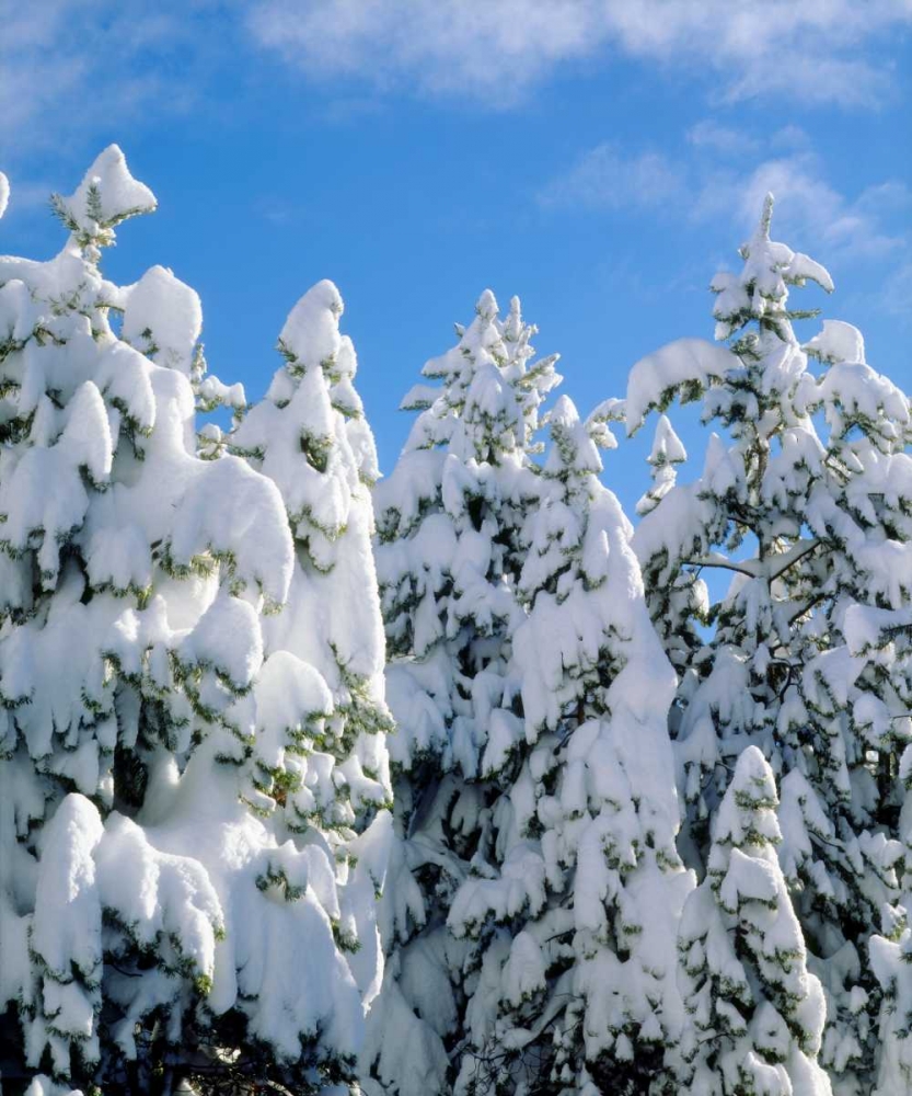 CA, Sierra Nevada Snowy trees in the Sierras art print by Christopher Talbot Frank for $57.95 CAD