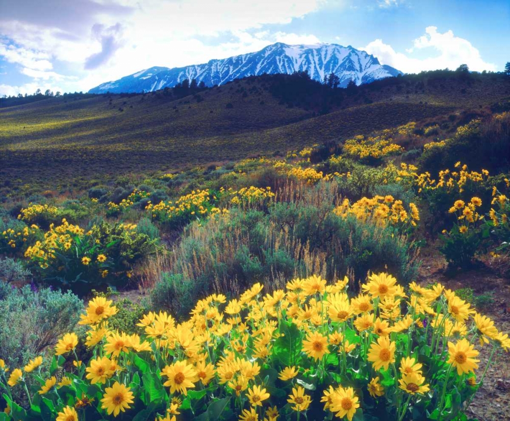 California, Sierra Nevada Flowers in the Sierras art print by Christopher Talbot Frank for $57.95 CAD