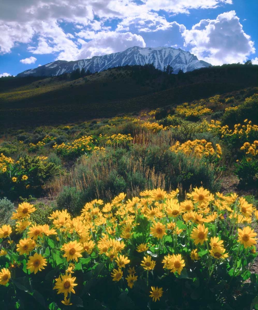California, Sierra Nevada Flowers in the Sierras art print by Christopher Talbot Frank for $57.95 CAD