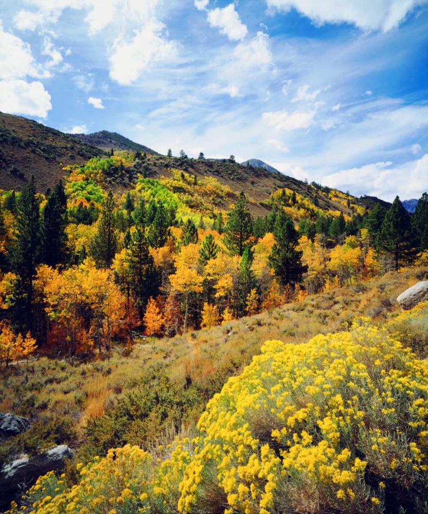 CA, Sierra Nevada Flowers and autumn art print by Christopher Talbot Frank for $57.95 CAD