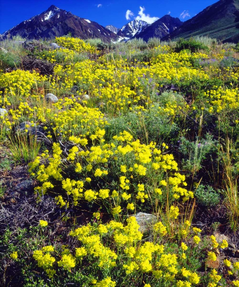 CA, Sierra Nevada flowers in the High Sierra art print by Christopher Talbot Frank for $57.95 CAD