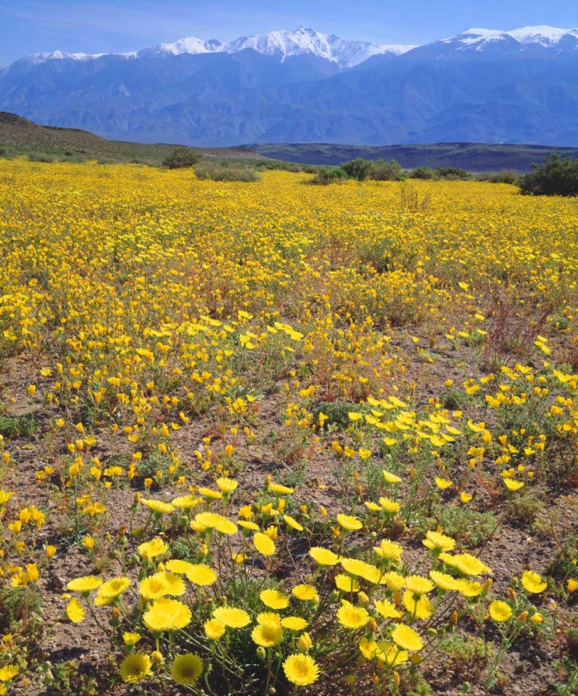 CA, Sierra Nevada flowers in the Owens Valley art print by Christopher Talbot Frank for $57.95 CAD