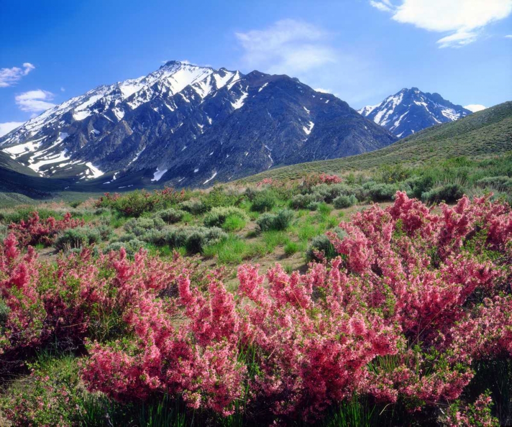 California, Sierra Nevada flowers in the Sierras art print by Christopher Talbot Frank for $57.95 CAD