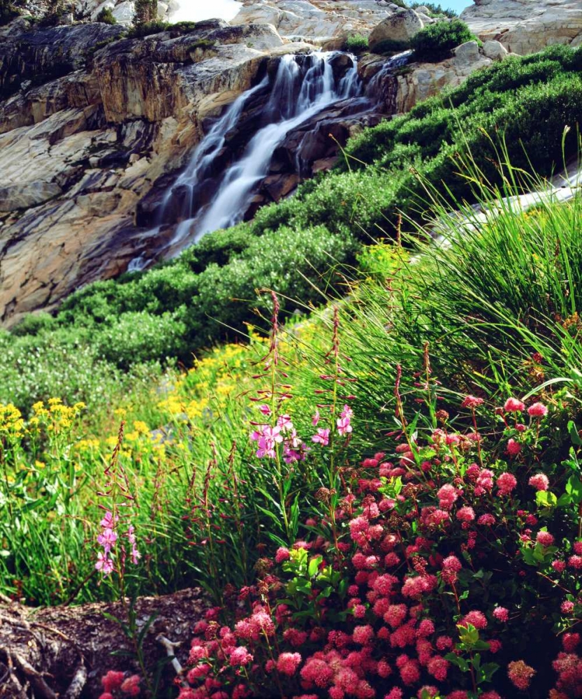 California, Sierra Nevada flowers in the Sierras art print by Christopher Talbot Frank for $57.95 CAD