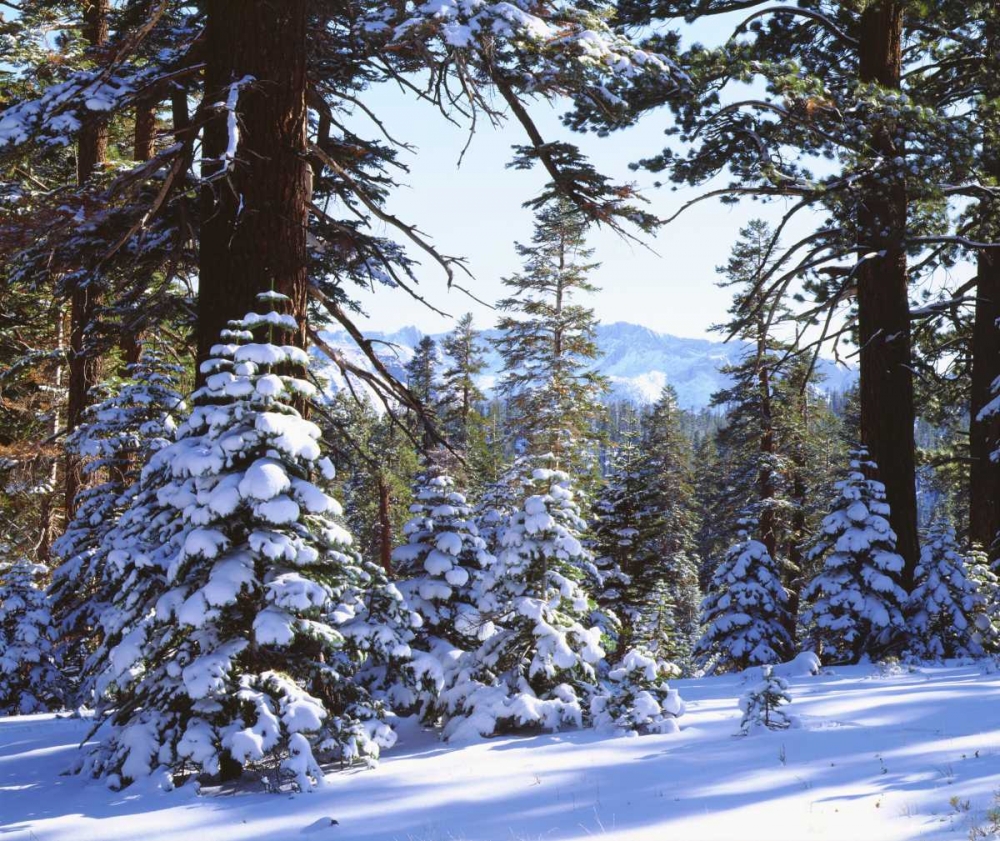 California, High Sierra, Snow-covered Red Fir art print by Christopher Talbot Frank for $57.95 CAD