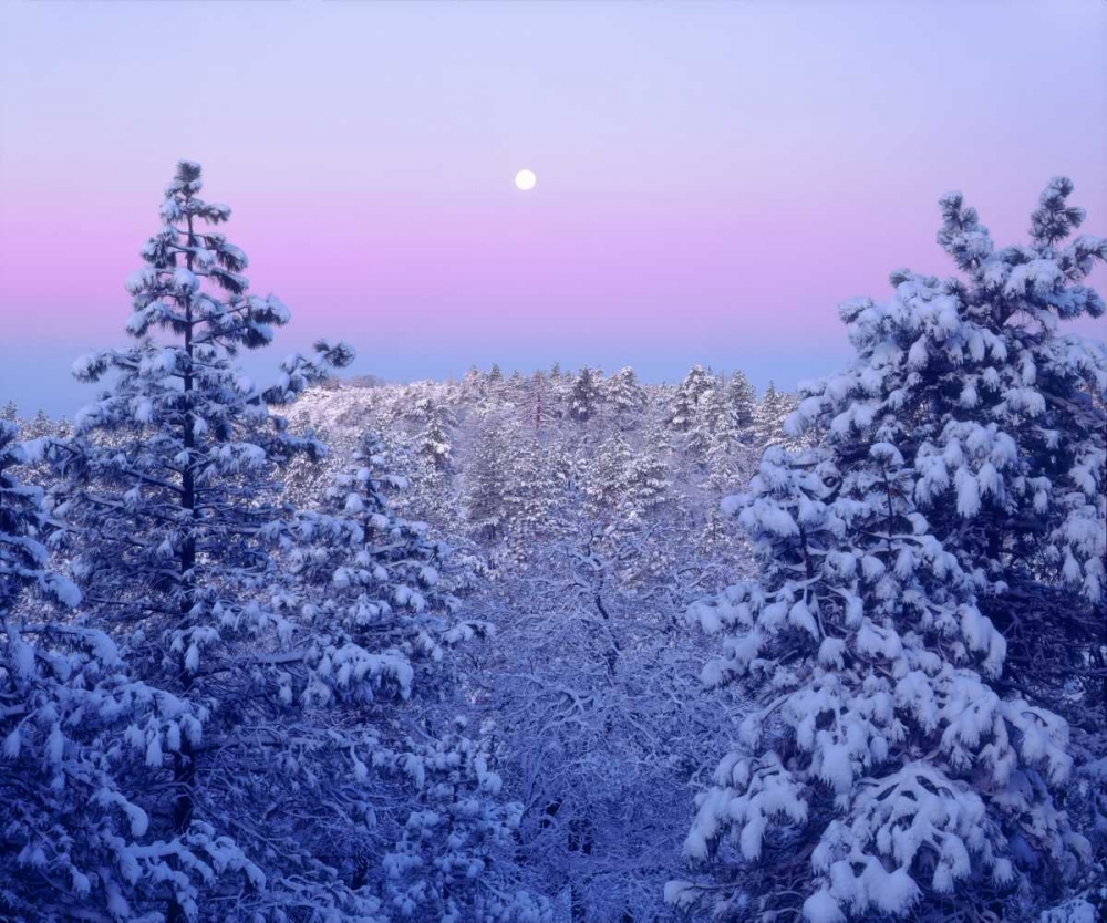 CA, snowy trees in the Laguna Mts at Sunrise art print by Christopher Talbot Frank for $57.95 CAD