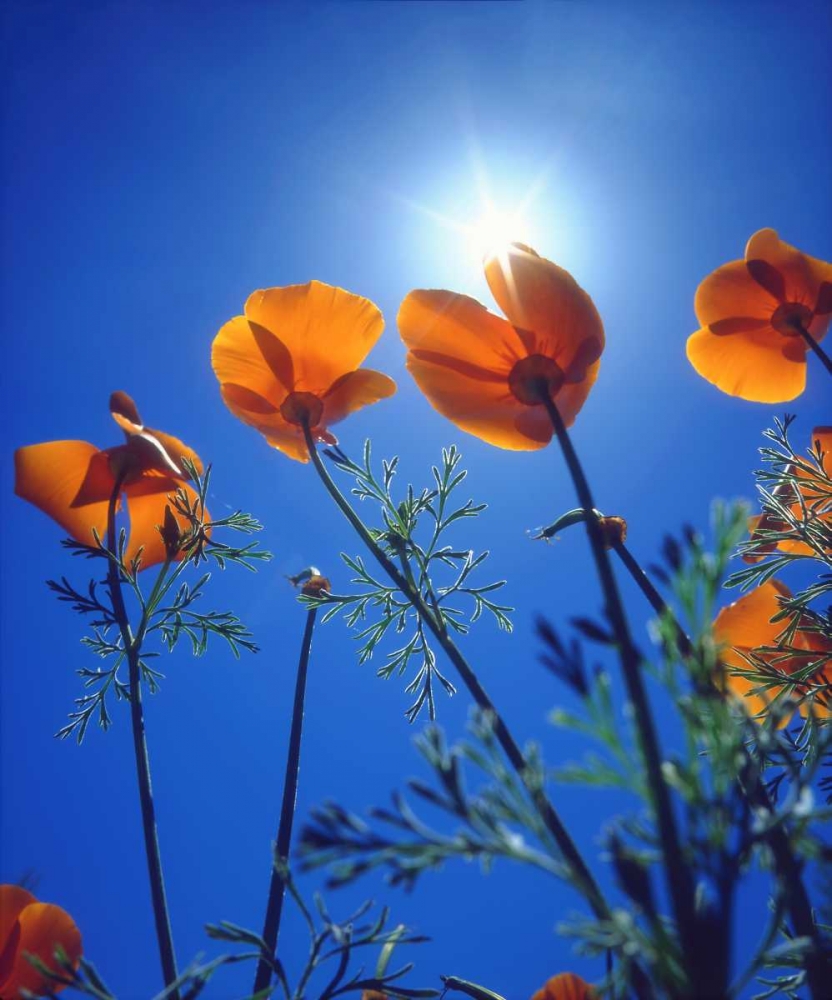 California, Suns rays though a California Poppy art print by Christopher Talbot Frank for $57.95 CAD