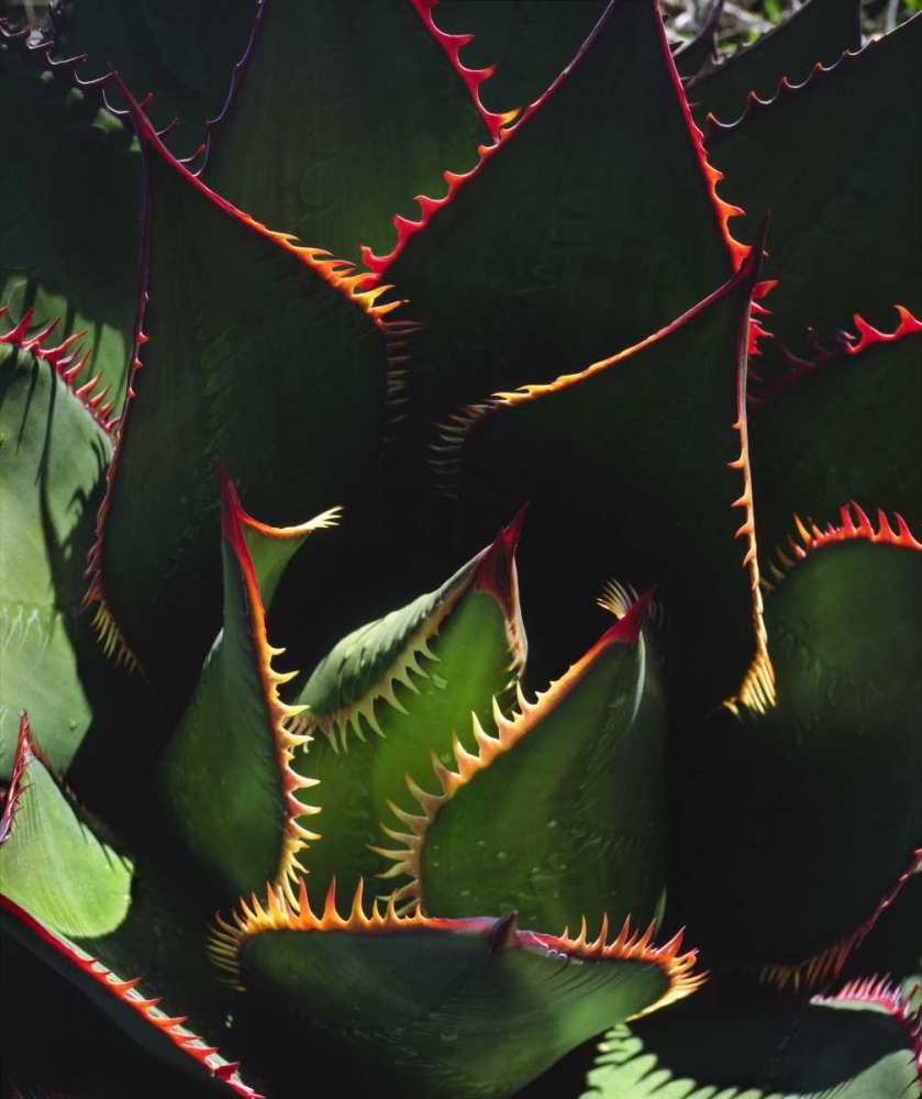 CA, Torrey Pines SP Patterns of an Agave plant art print by Christopher Talbot Frank for $57.95 CAD