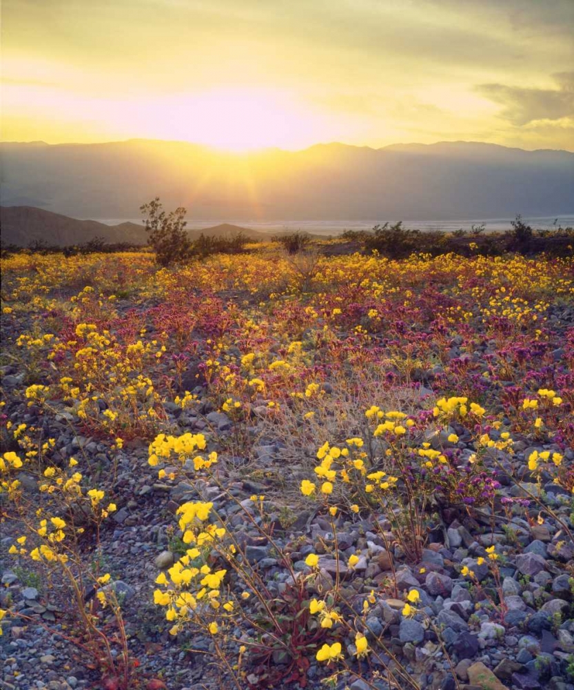 USA, California, Wildflowers in Death Valley NP art print by Christopher Talbot Frank for $57.95 CAD