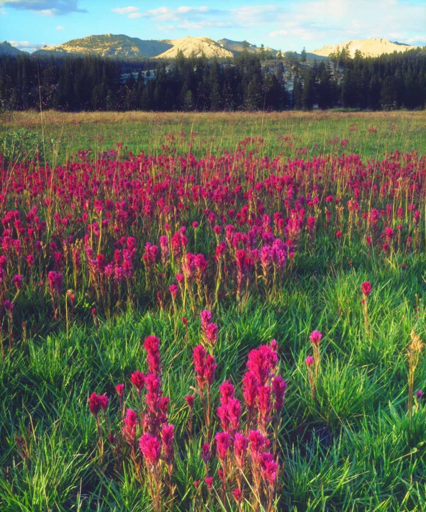 California, flowers in the Sierra Nevada Mts art print by Christopher Talbot Frank for $57.95 CAD