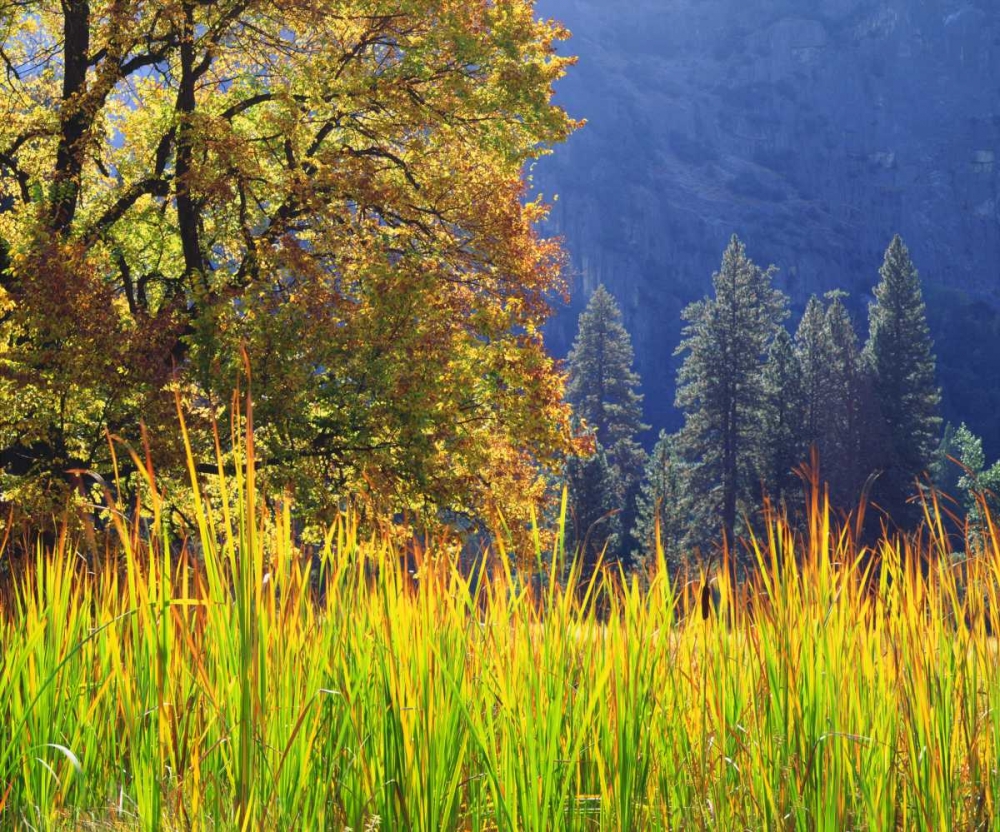 California, Yosemite Oak with autumn foliage art print by Christopher Talbot Frank for $57.95 CAD