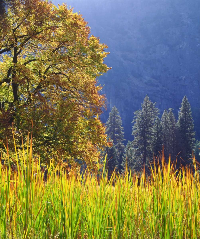 California, Yosemite Oak with autumn foliage art print by Christopher Talbot Frank for $57.95 CAD