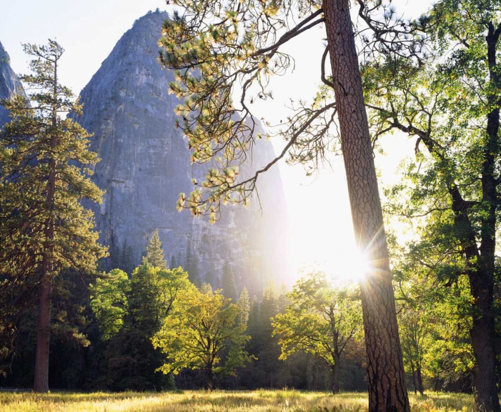 California, Yosemite Sunset through the forest art print by Christopher Talbot Frank for $57.95 CAD