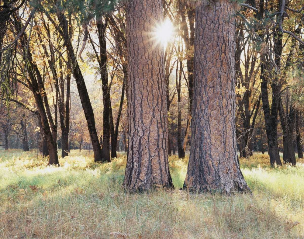 California, Yosemite Sunset through the forest art print by Christopher Talbot Frank for $57.95 CAD