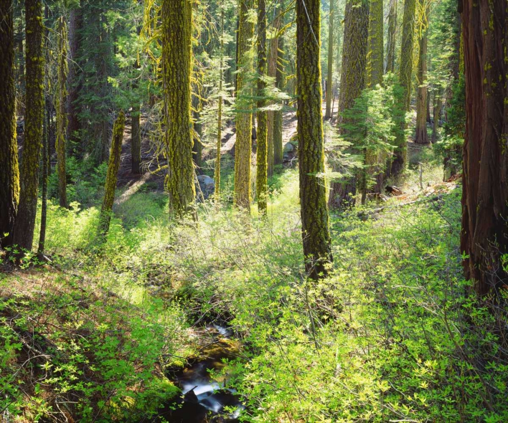 CA, A lush forest in the Western High Sierra art print by Christopher Talbot Frank for $57.95 CAD