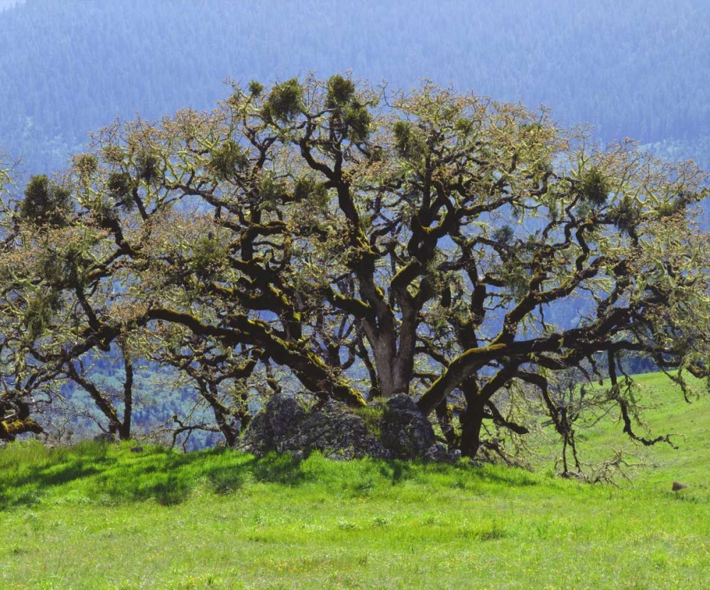 California Oak tree in a clearing in the forest art print by Christopher Talbot Frank for $57.95 CAD
