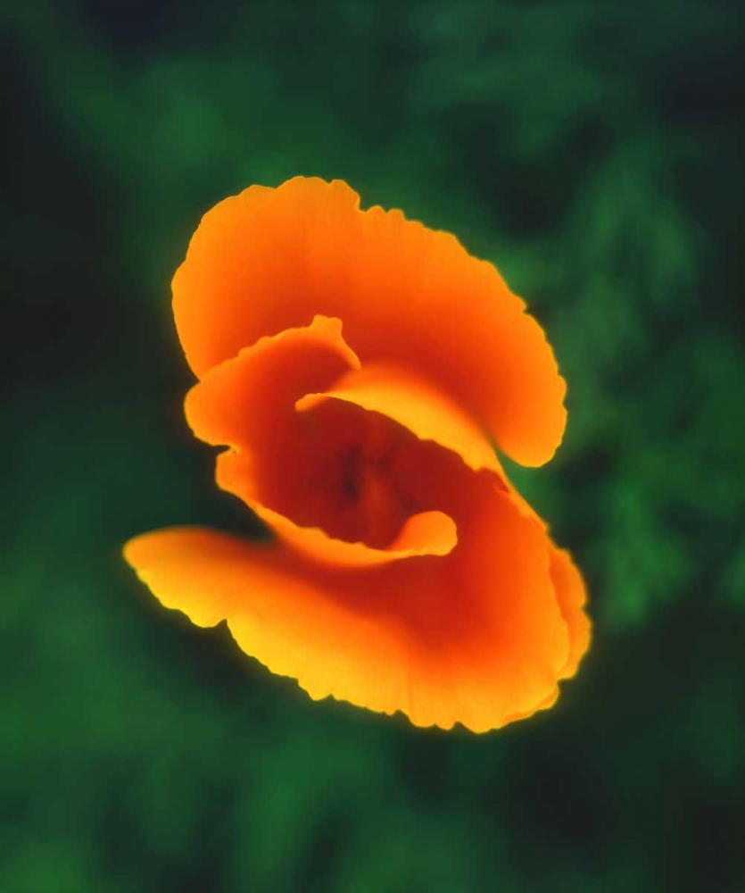 CA, California Poppy, the official state flower art print by Christopher Talbot Frank for $57.95 CAD