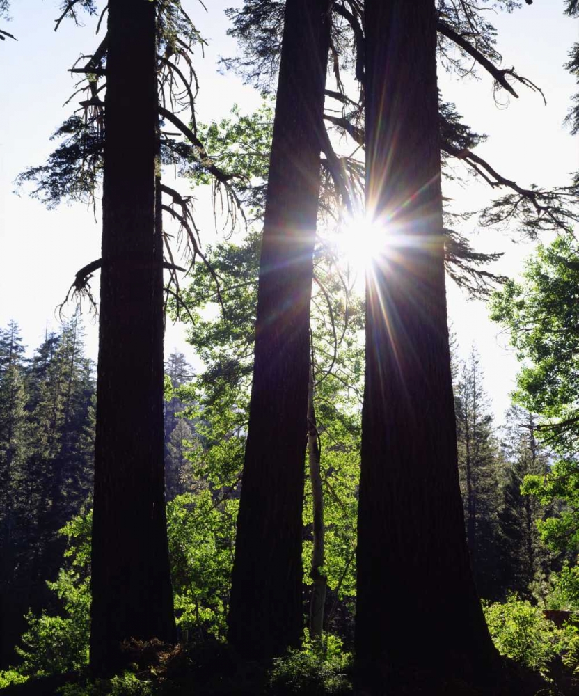 CA, Old-growth Red Fir trees in the High Sierra art print by Christopher Talbot Frank for $57.95 CAD