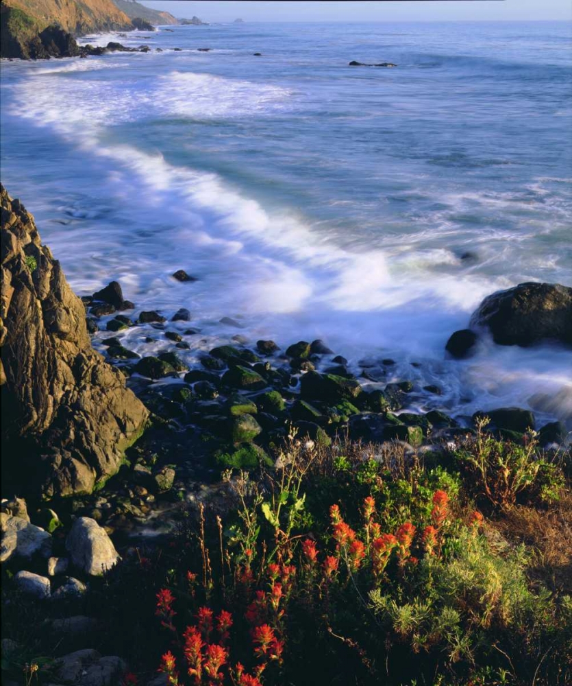 USA, Wildflowers along the California Coast art print by Christopher Talbot Frank for $57.95 CAD