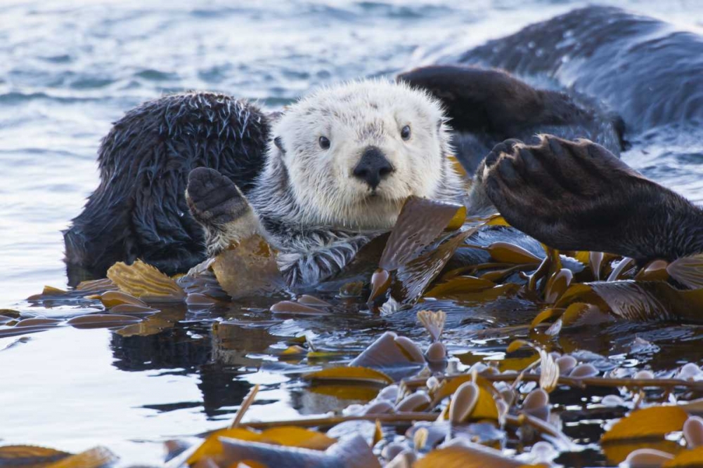 CA, San Luis Obispo, Sea otter wrapped in kelp art print by Cathy and Gordon Illg for $57.95 CAD