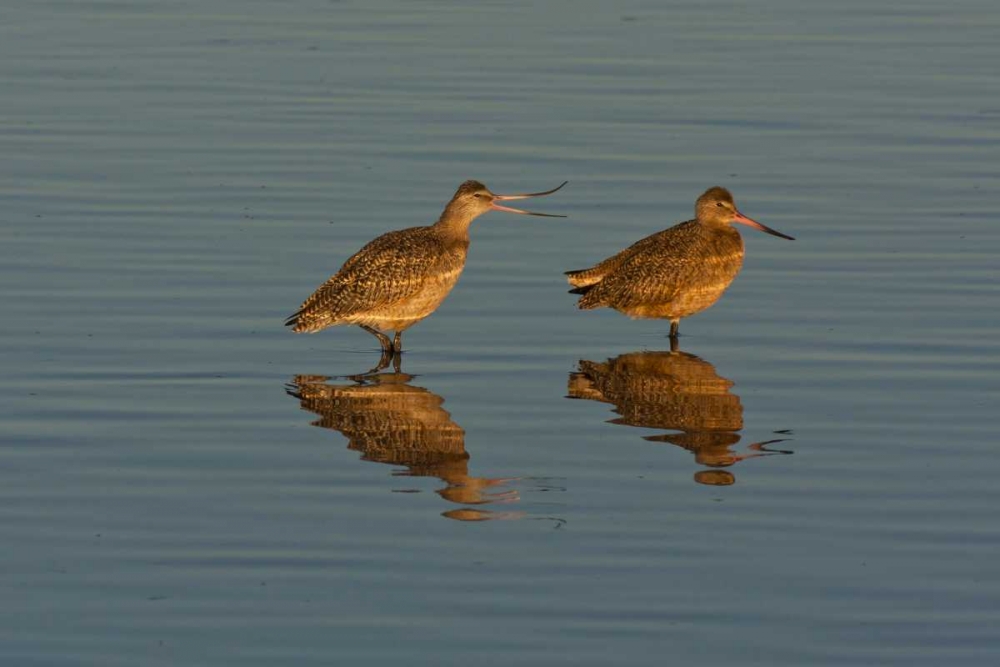 CA, Marbled godwits mating behavior art print by Cathy and Gordon Illg for $57.95 CAD