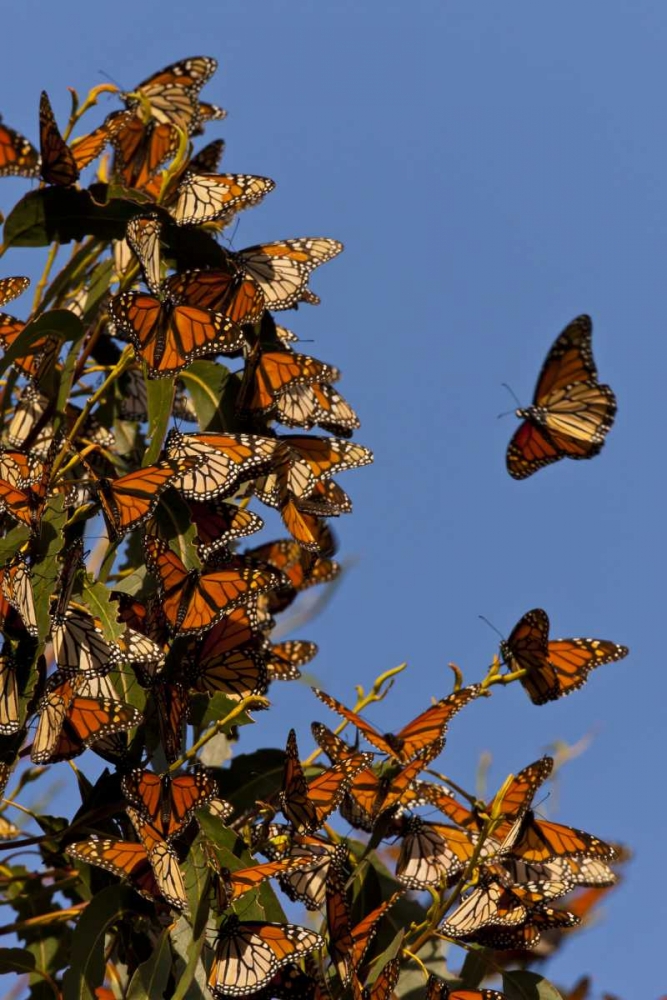 CA, San Luis Obispo Co, Monarchs in migration art print by Cathy and Gordon Illg for $57.95 CAD