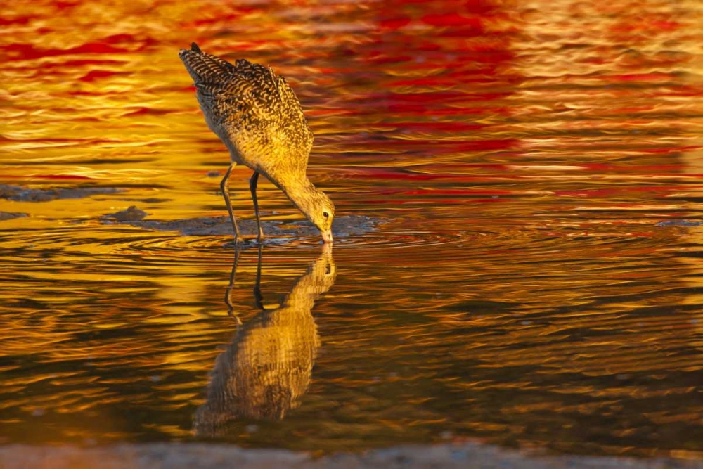 CA, San Luis Obispo Co Marbled godwit feeding art print by Cathy and Gordon Illg for $57.95 CAD