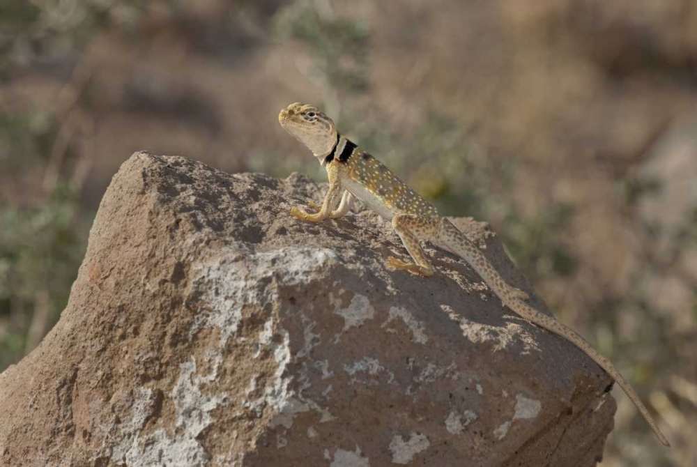 CA, Redding Canyon Great Basin collared lizard art print by Dave Welling for $57.95 CAD