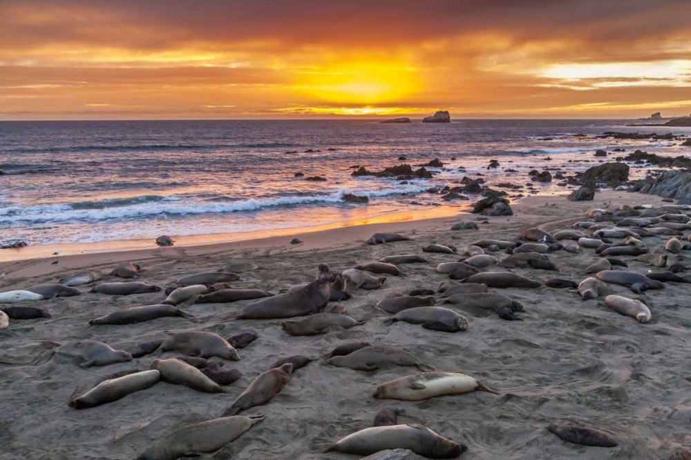 CA, Piedras Blancas Elephant seals on beach art print by Cathy and Gordon Illg for $57.95 CAD