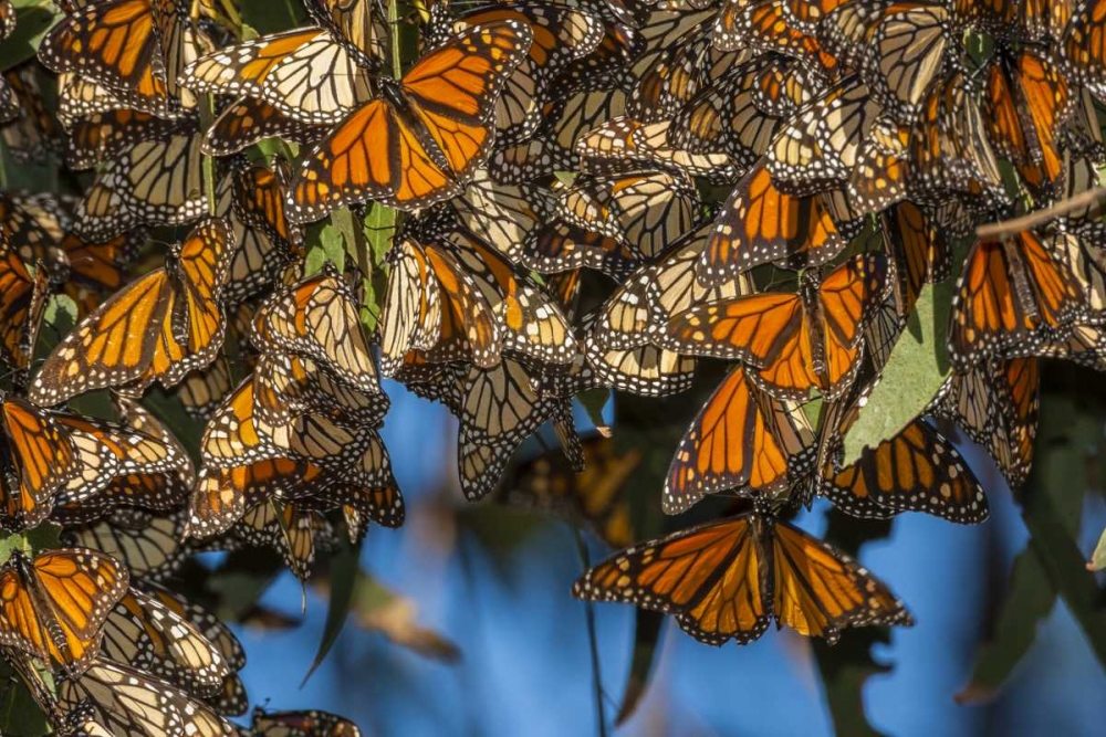 California Monarch butterflies on leaves art print by Cathy and Gordon Illg for $57.95 CAD