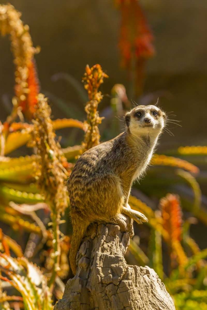 USA, California, Santa Barbara Meerkat on stump art print by Cathy and Gordon Illg for $57.95 CAD